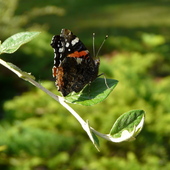 Red Admiral Butterfly Aug 2011 Susan